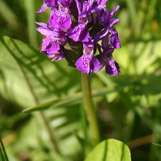 Orchis Purpurella Crassifolia