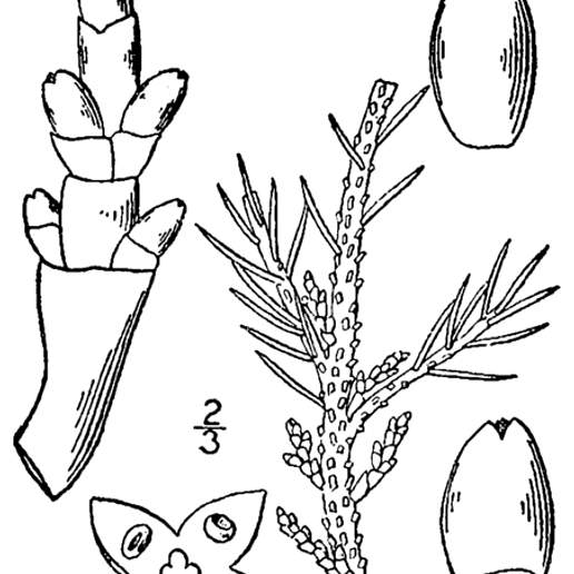 Spruce Dwarf Mistletoe