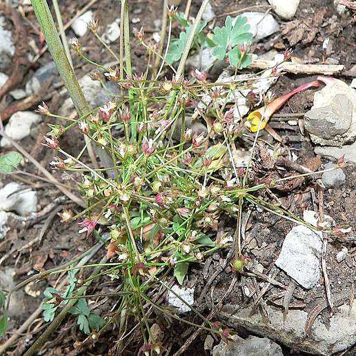 Pygmy Flower Rock Jasmine