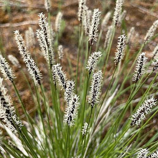 Northern Singlespike Sedge