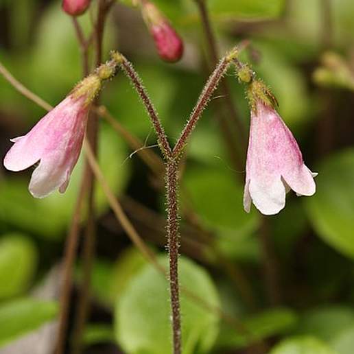 Northern Twinflower