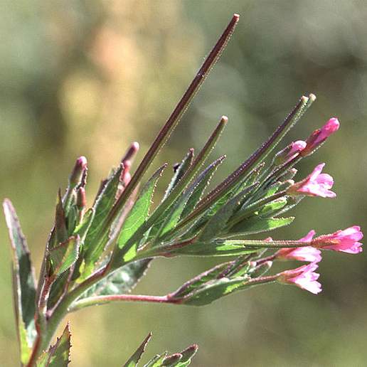 Fringed Willowherb