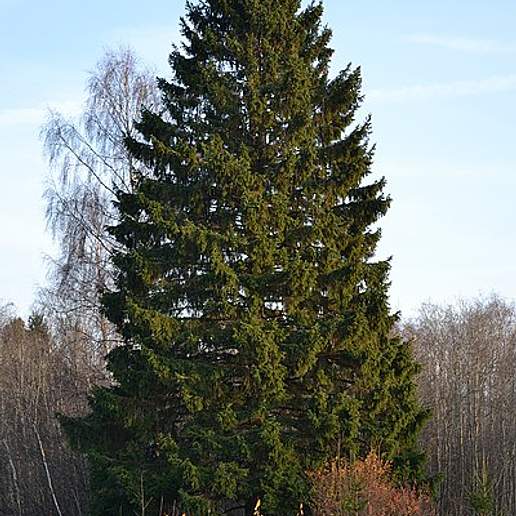 Norway Spruce