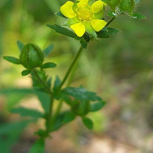 Rough Cinquefoil