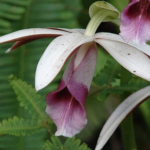 Phaius Grandifolius