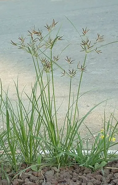 Ground Almond