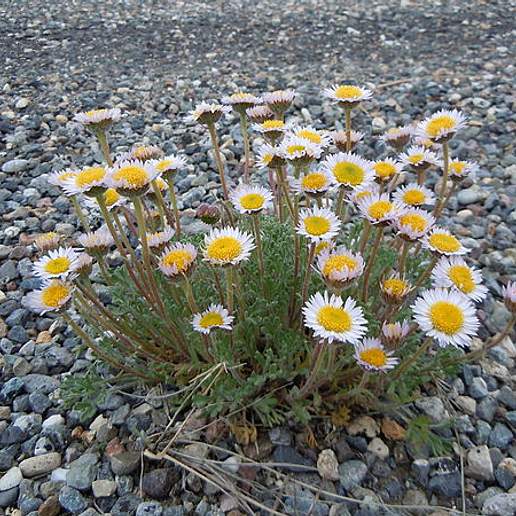 Dwarf Mountain Fleabane