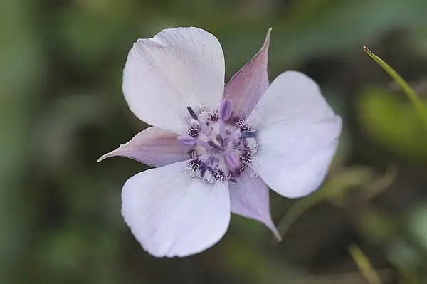 Calochortus Collinus