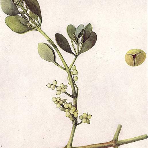 Pacific Mistletoe