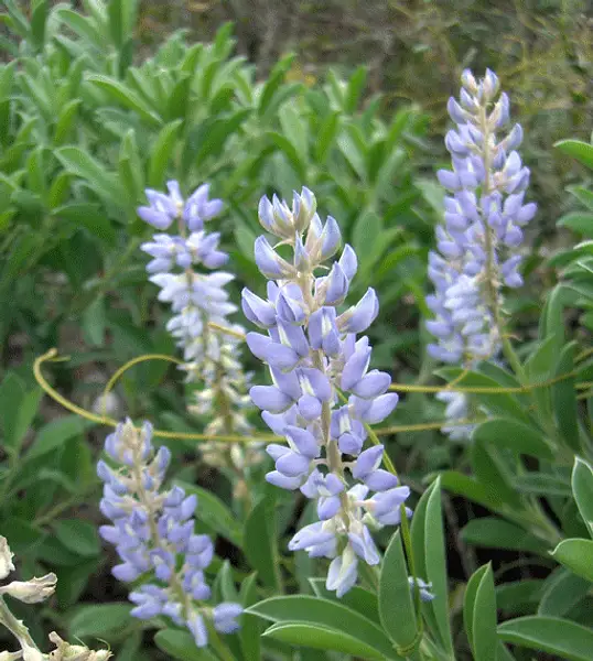 Sky Blue Lupine