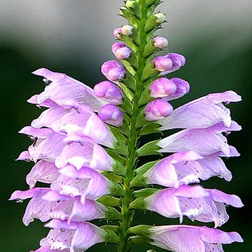Obedient Plant