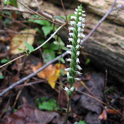 October Ladies' Tresses