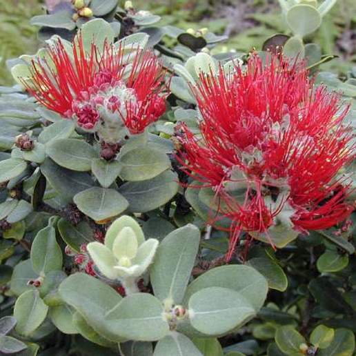 'Ohi'a Lehua