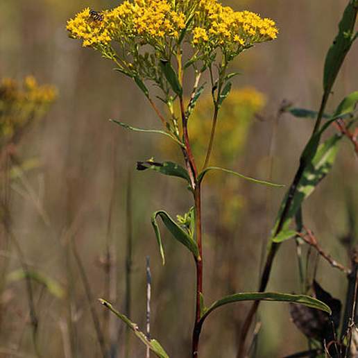 Ohio Goldenrod