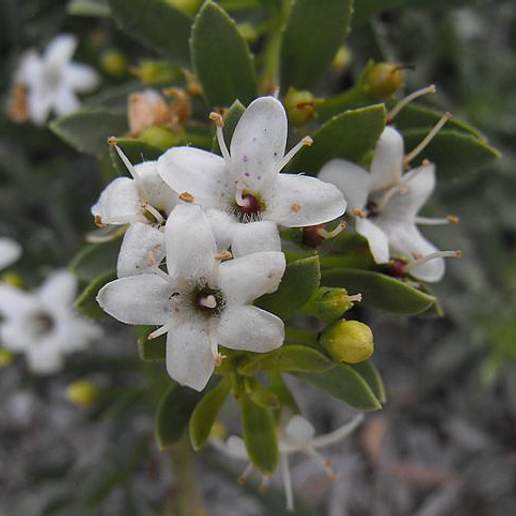 Slender Myoporum