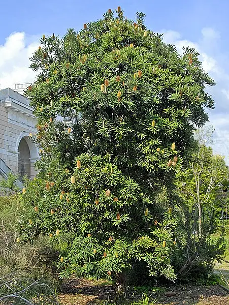 Saw Toothed Banksia