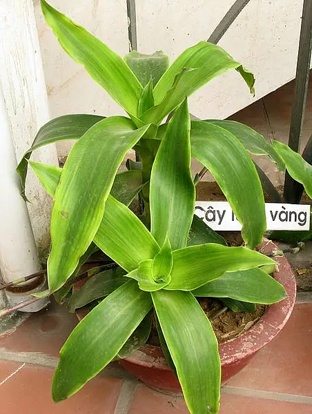 Basketplant
