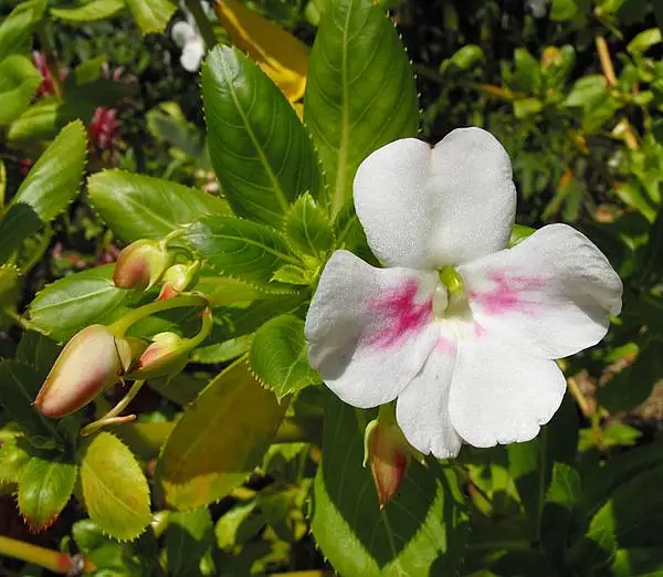 Poor Man's Rhododendron