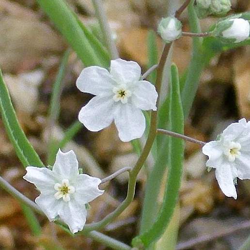 White Flower Navelwort