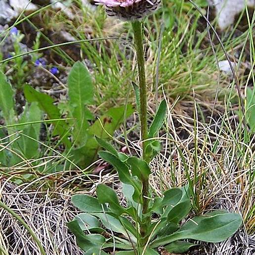One Flowered Fleabane