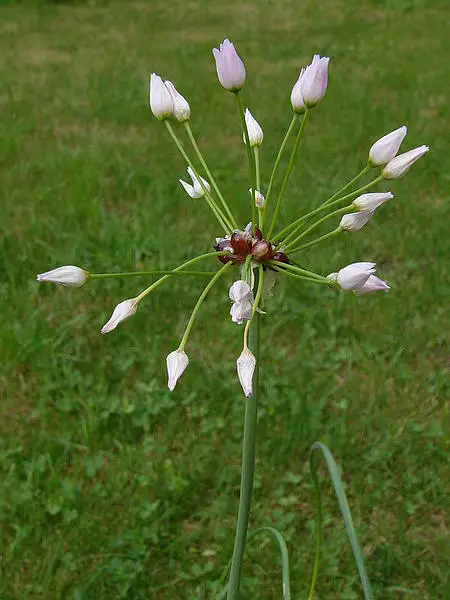 Wild Onion