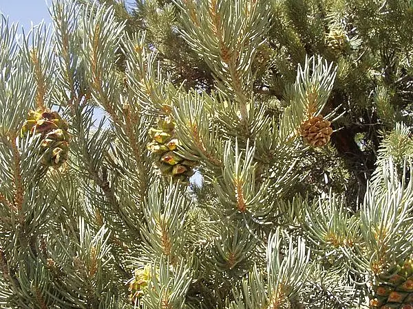 One Leaf Pinyon