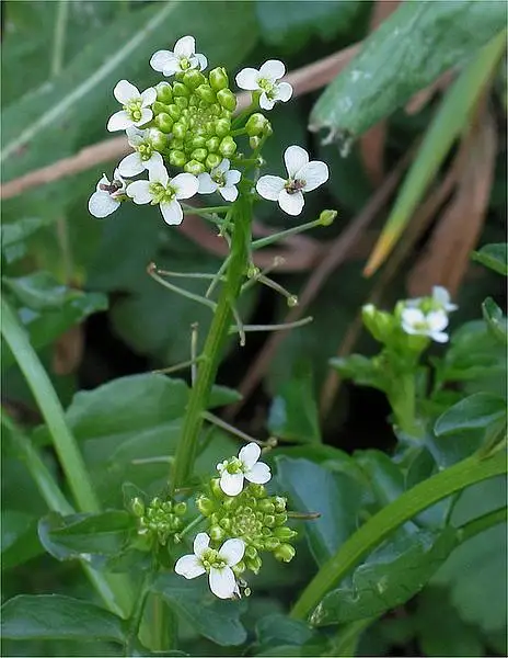 Narrow Fruited Water Cress