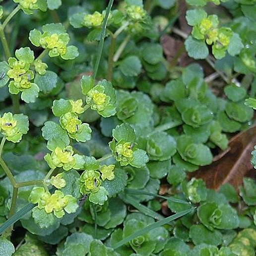 Golden Saxifrage
