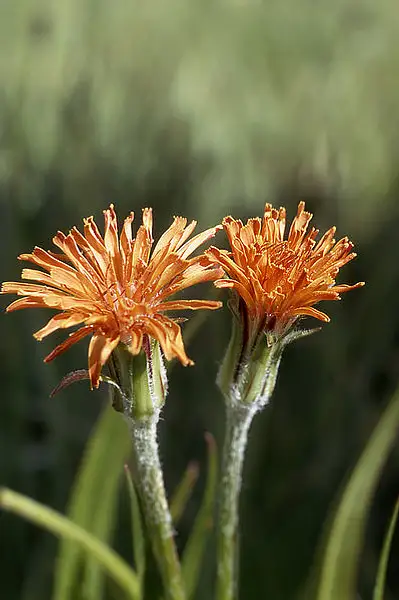 Colorado Plateau Agoseris