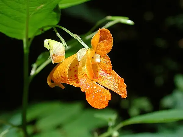Orange Jewelweed