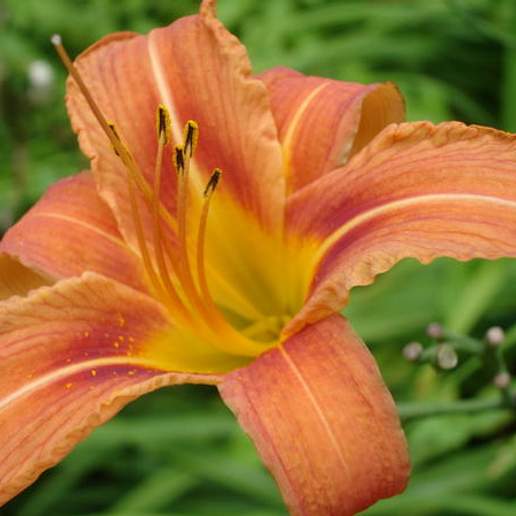 Common Day Lily