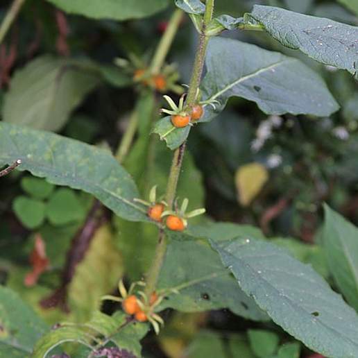 Orange Fruit Horse Gentian