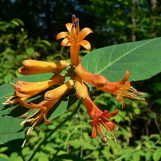 Western Trumpet Honeysuckle
