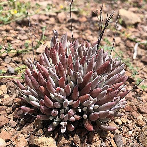 Orcutt's Dudleya