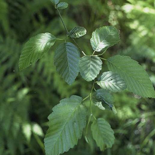 Oregon Alder