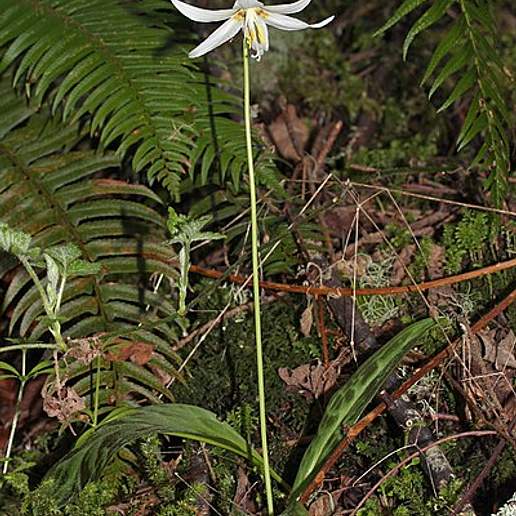 White Fawn Lily