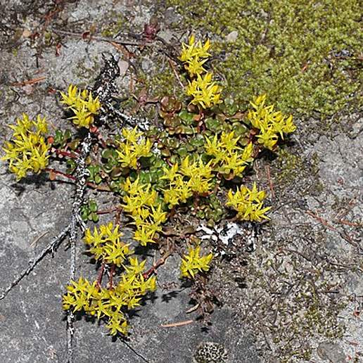 Oregon Stonecrop