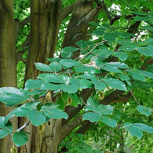 Oriental Beech