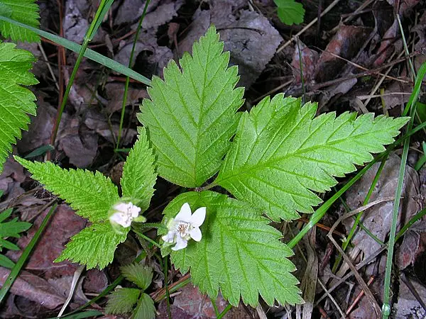 Creeping Red Raspberry