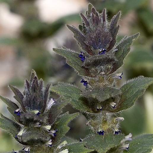 Ajuga orientalis