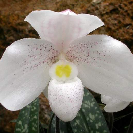 Snow White Paphiopedilum