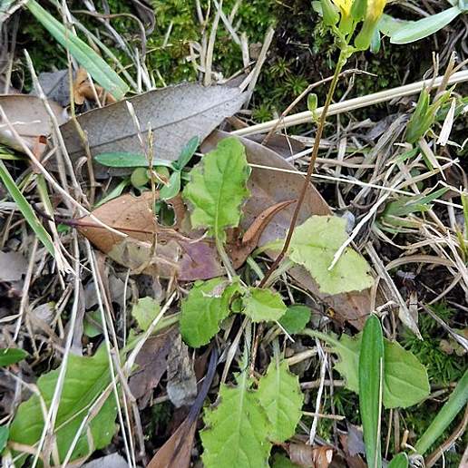 Oriental False Hawksbeard