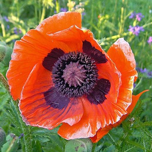 Oriental Poppy