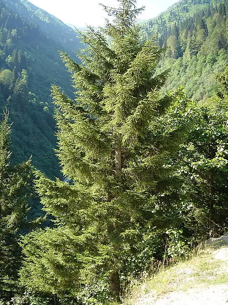 Oriental Spruce