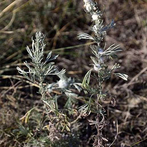 Austrian Wormwood