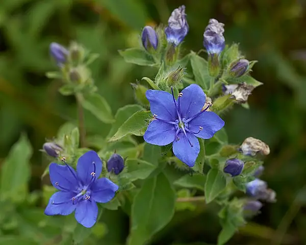 Ovate False Fiddleleaf
