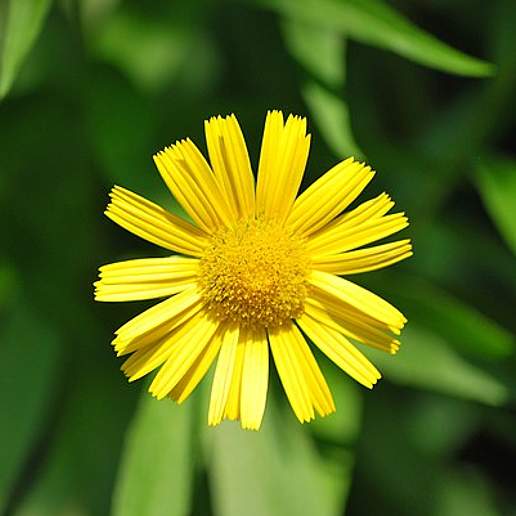 Yellow Oxeye Daisy