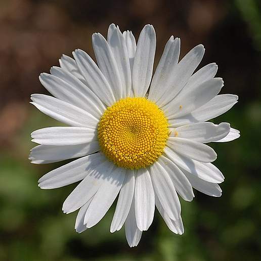 Field Daisy