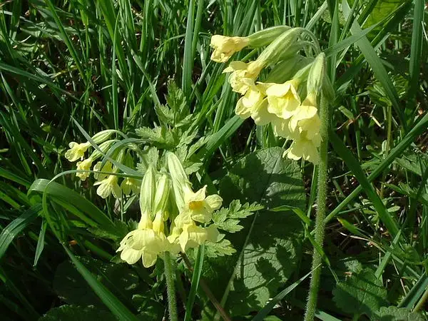 True Oxlip