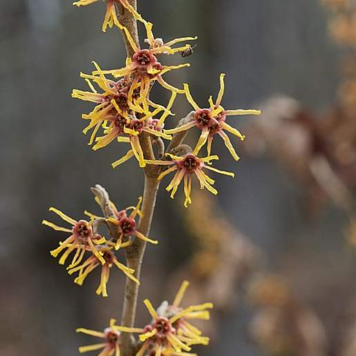 Ozark Witch Hazel